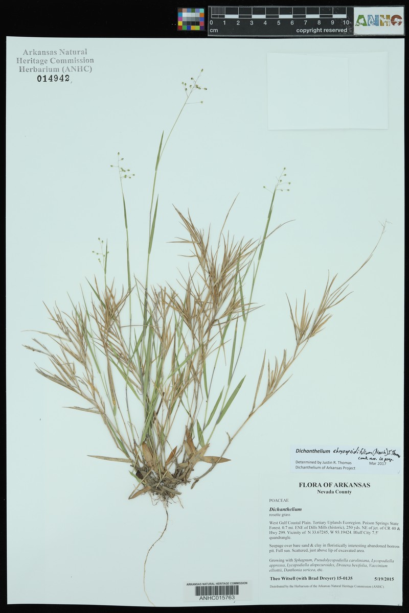 Dichanthelium chrysopsidifolium photo 2