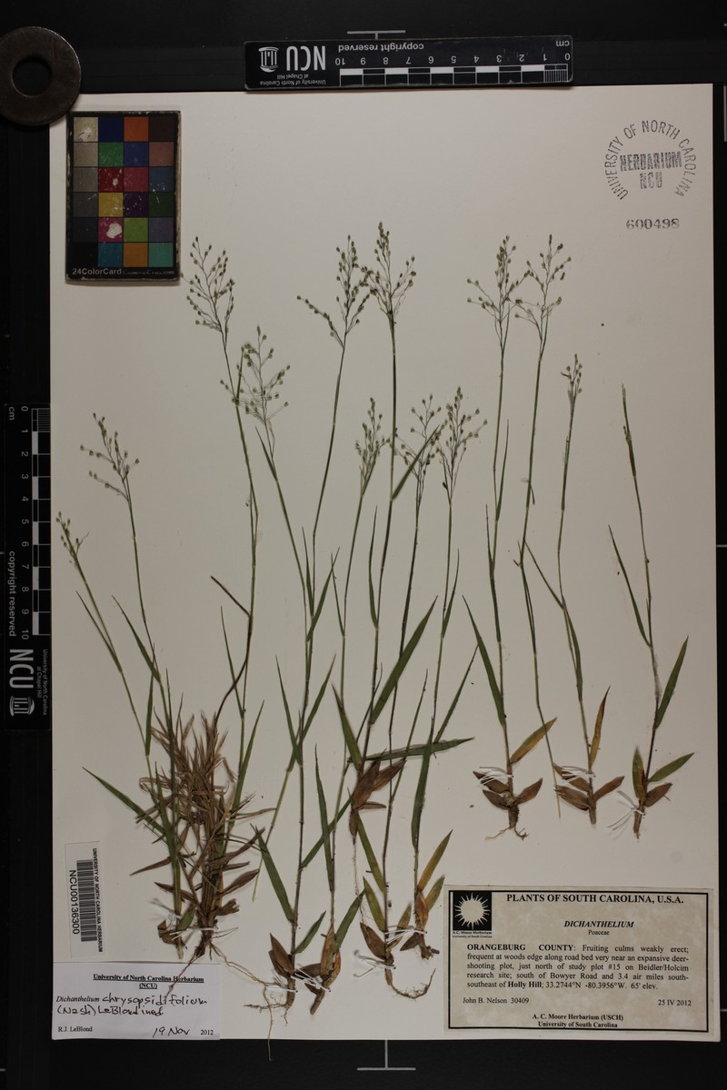 Dichanthelium chrysopsidifolium photo 3