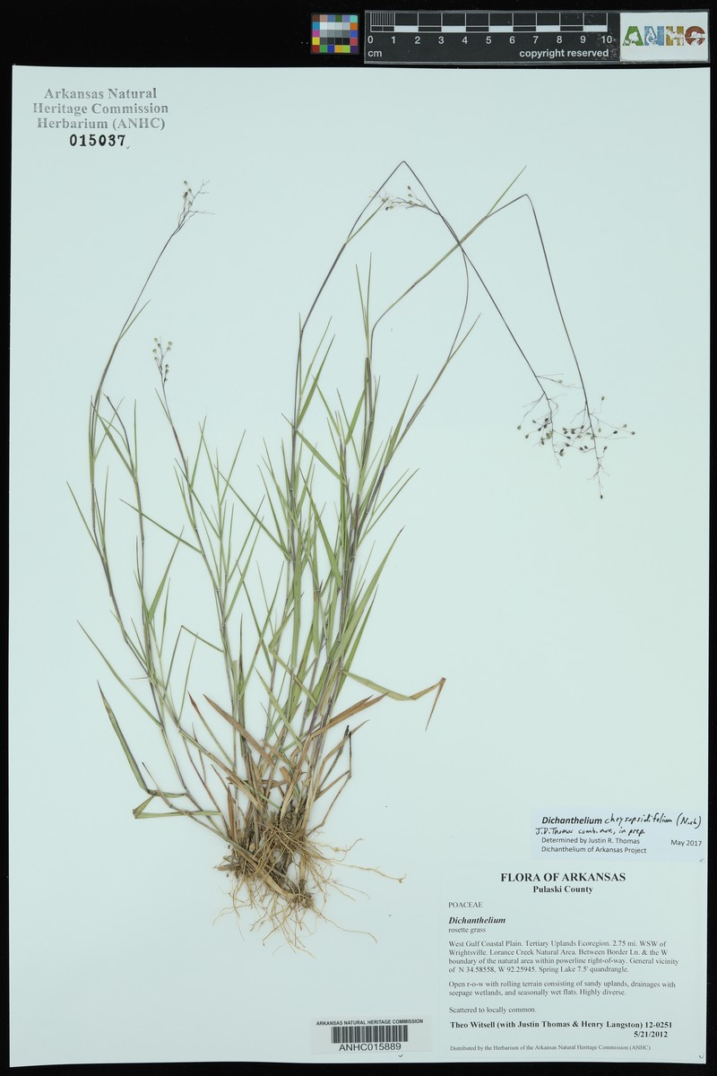 Dichanthelium chrysopsidifolium photo 4