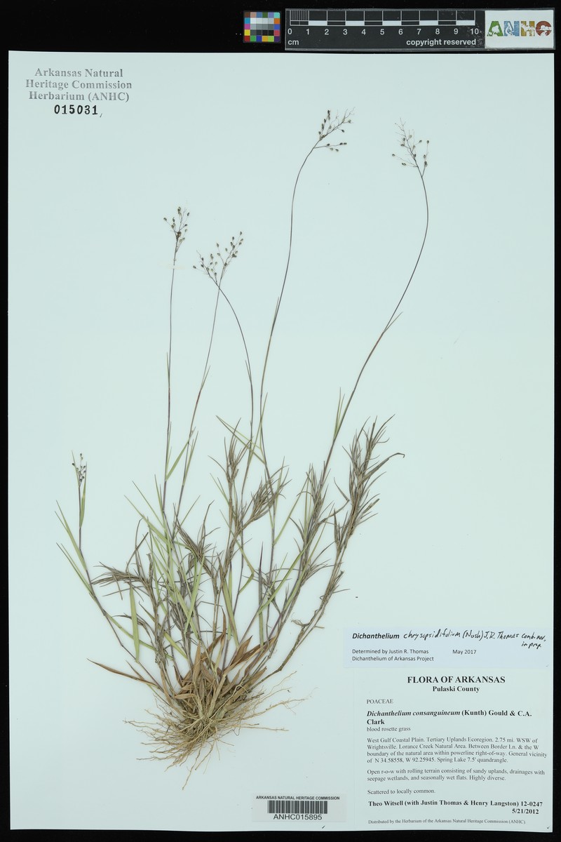 Dichanthelium chrysopsidifolium photo 5