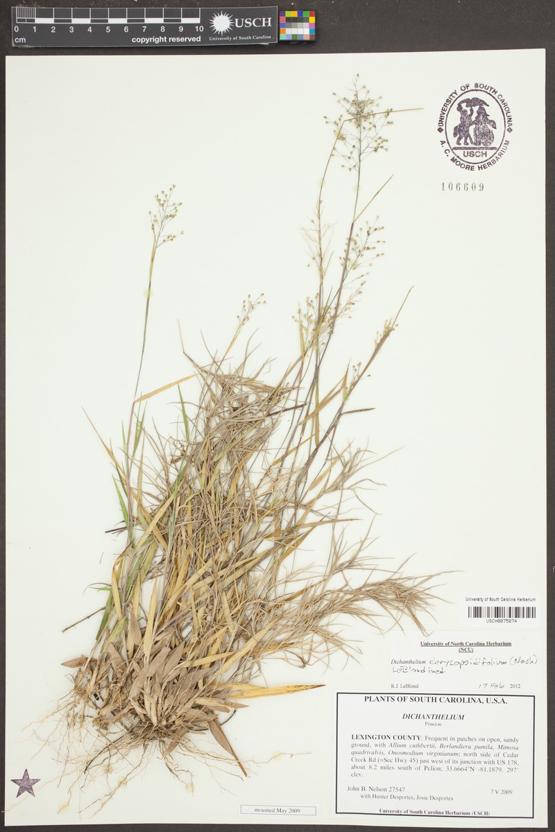 Dichanthelium chrysopsidifolium photo 6