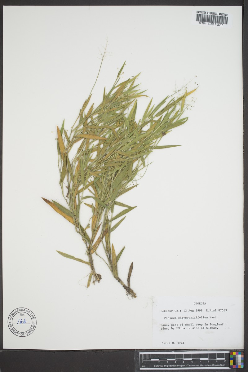 Dichanthelium chrysopsidifolium photo 7