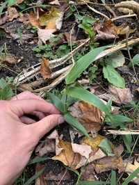 Deertongue