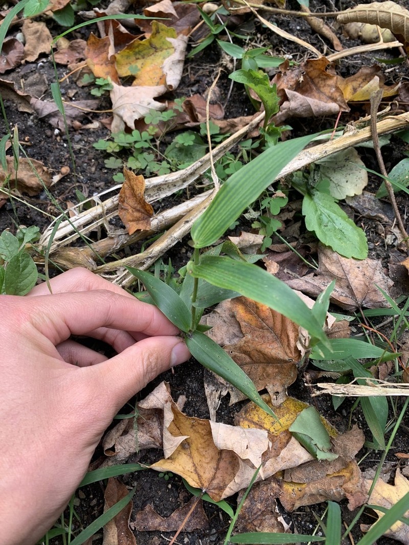 Deertongue