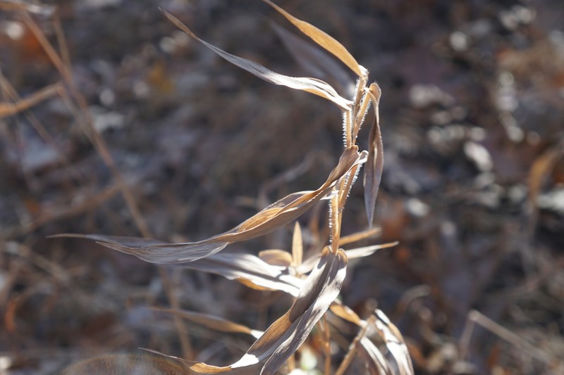 Deertongue photo 4