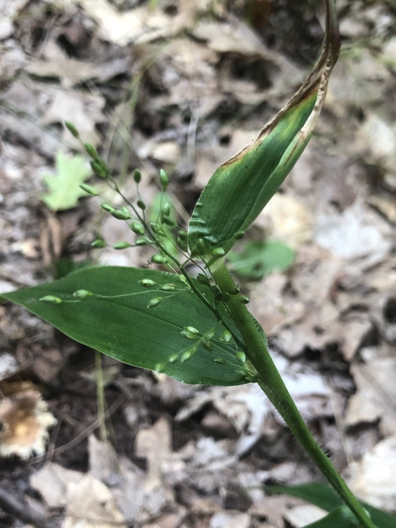 Deertongue photo 5