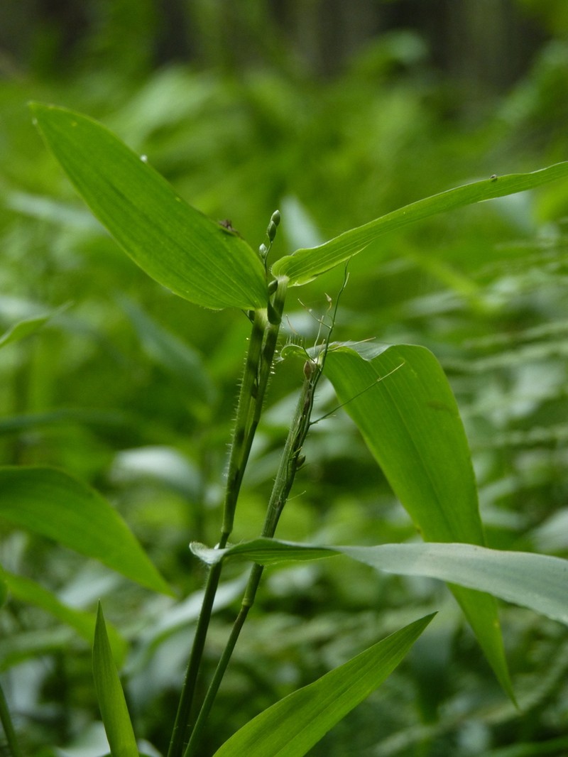 Deertongue photo 7