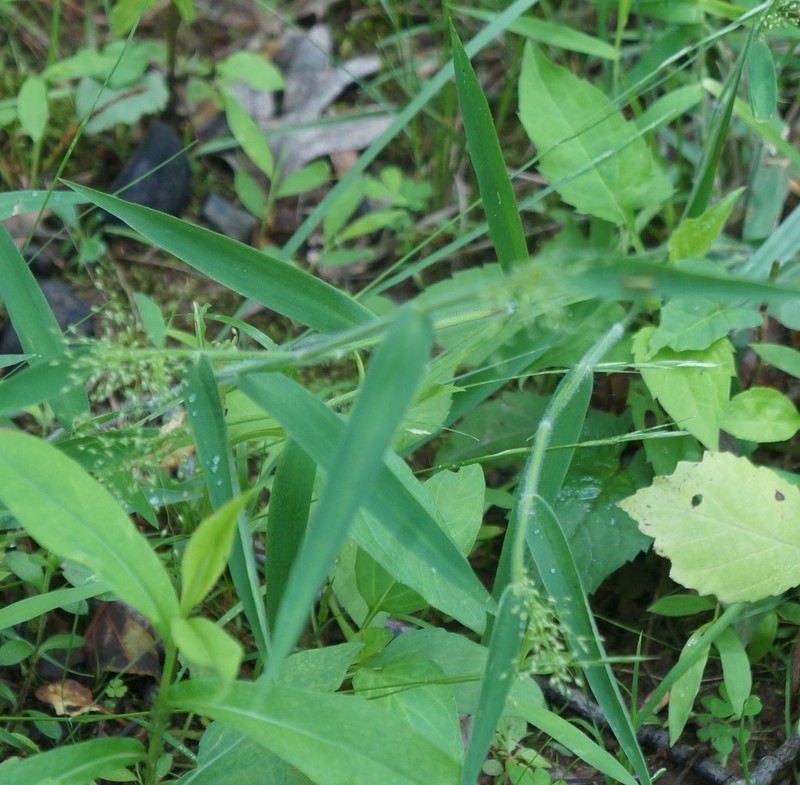 Deertongue photo 8
