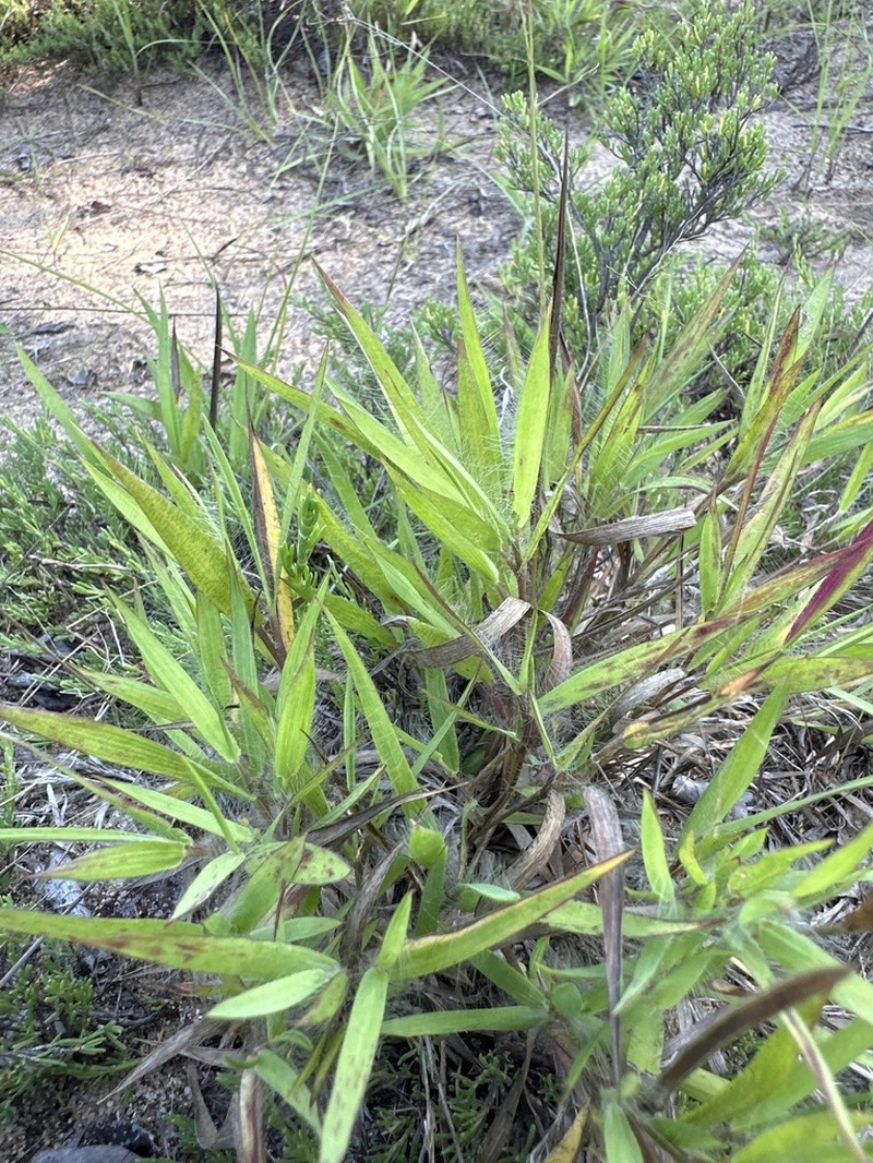 Shasta Panicgrass