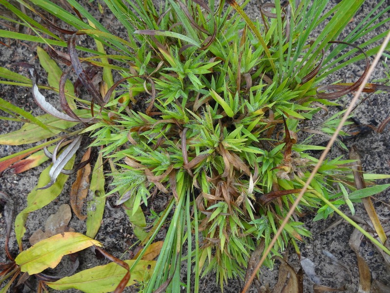 Shasta Panicgrass photo 2