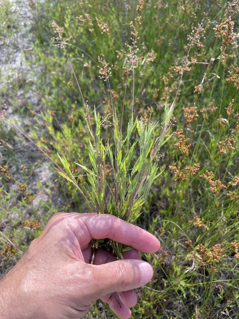 Shasta Panicgrass photo 3