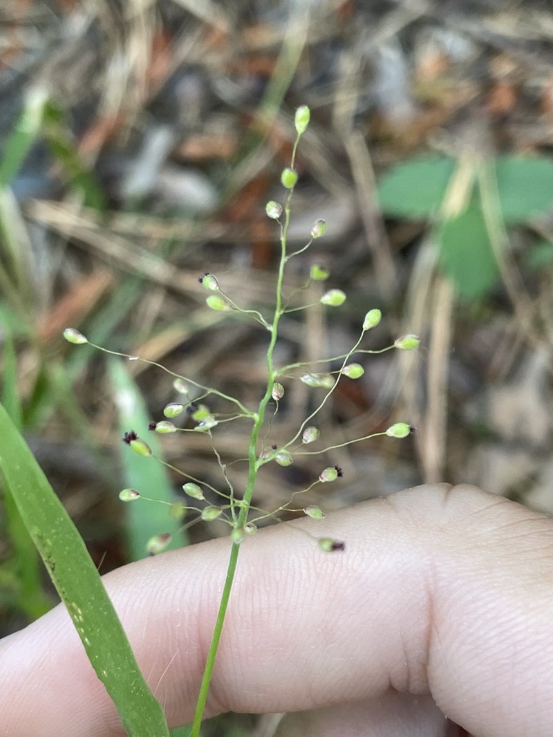 Shasta Panicgrass photo 4