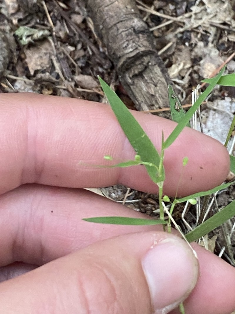 Shasta Panicgrass photo 5