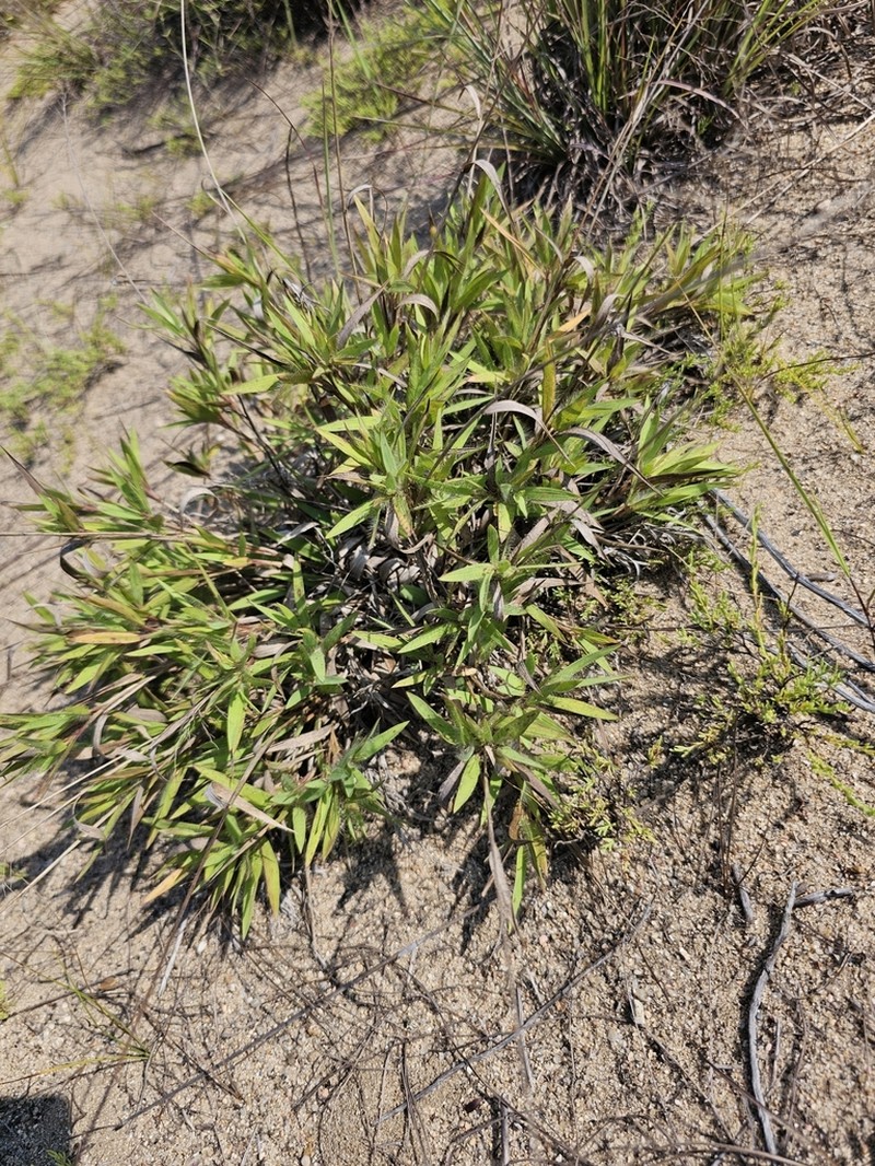 Shasta Panicgrass photo 6