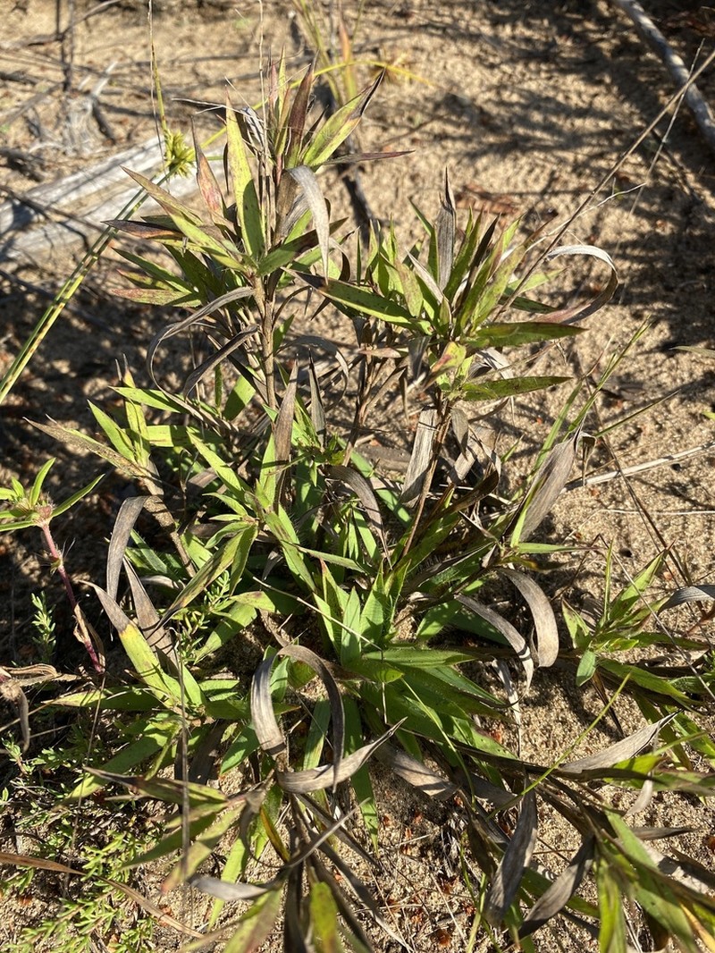 Shasta Panicgrass photo 7