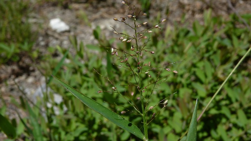 Shasta Panicgrass photo 8