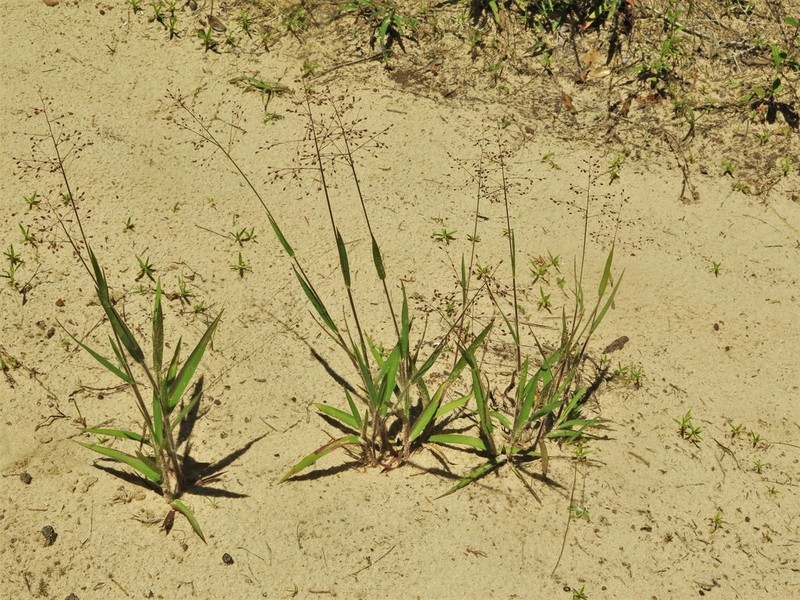 Dichanthelium commonsianum photo 2