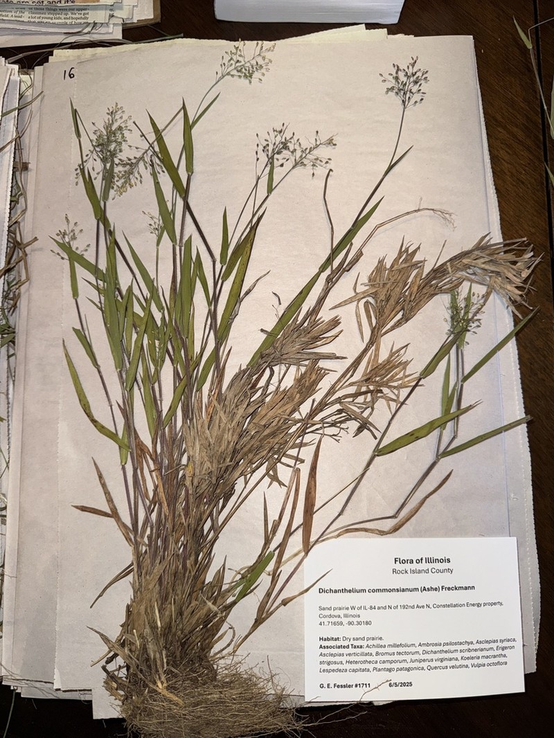 Dichanthelium commonsianum photo 5