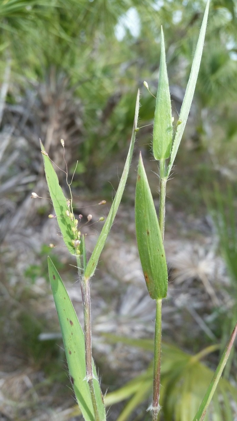 Dichanthelium commonsianum photo 7