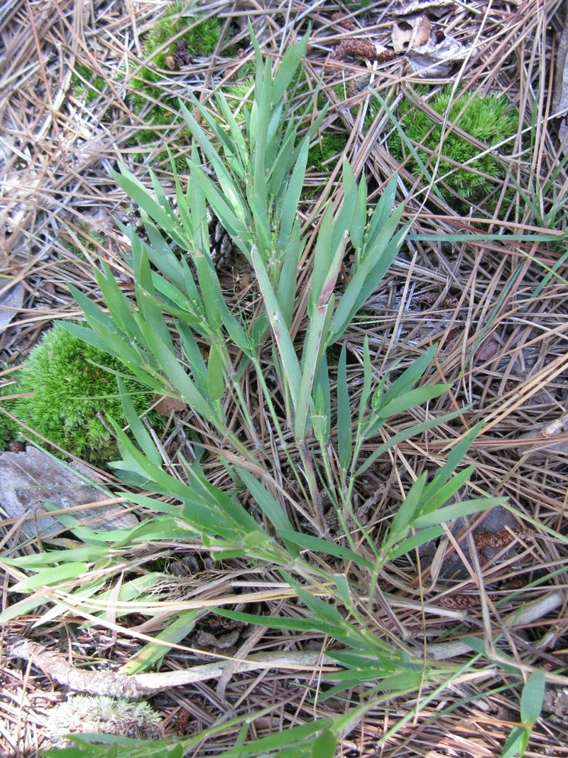 Dichanthelium commonsianum photo 8