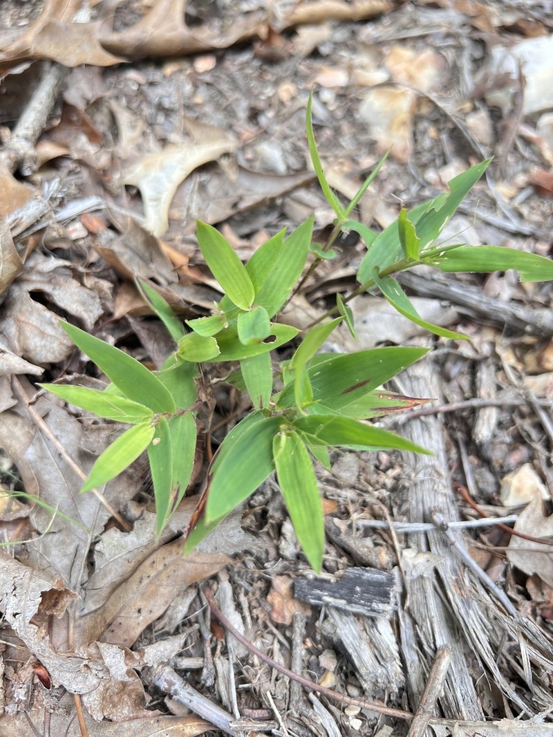 Variable Panicgrass