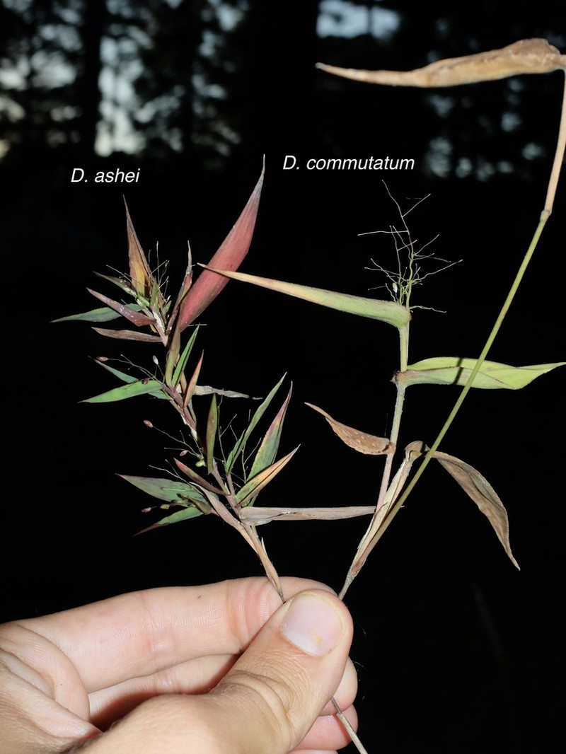 Variable Panicgrass photo 2