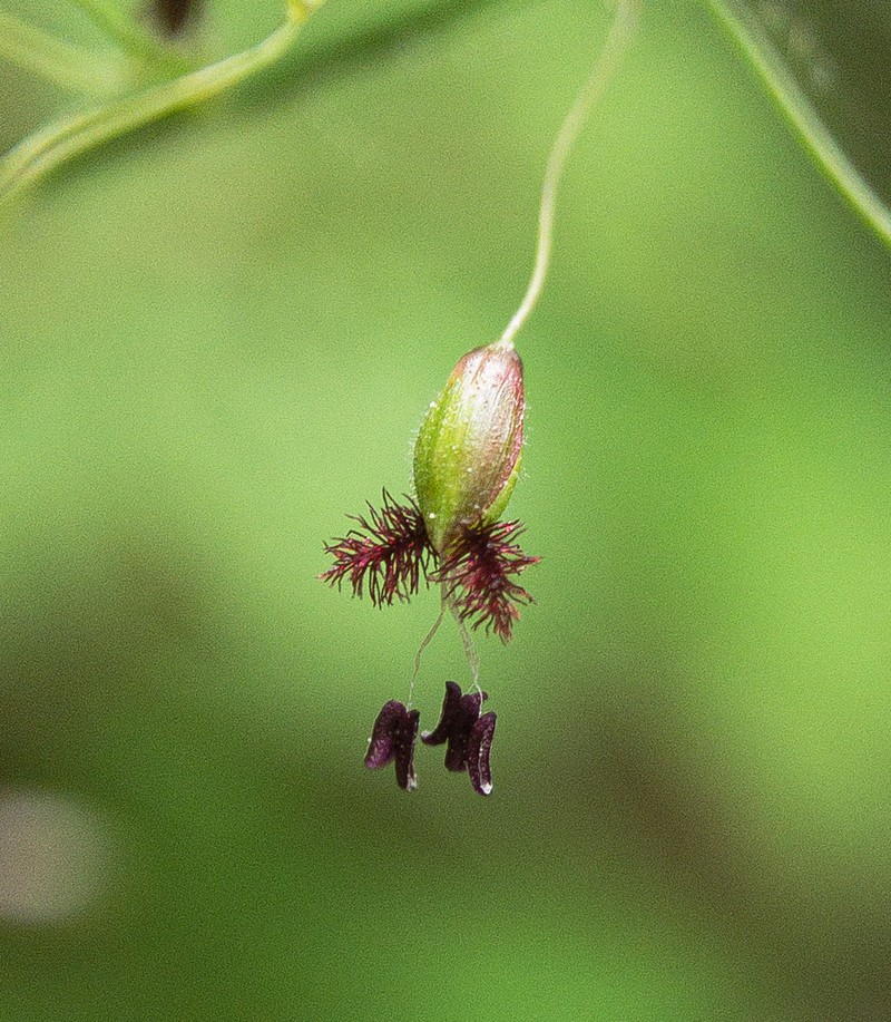 Variable Panicgrass photo 3