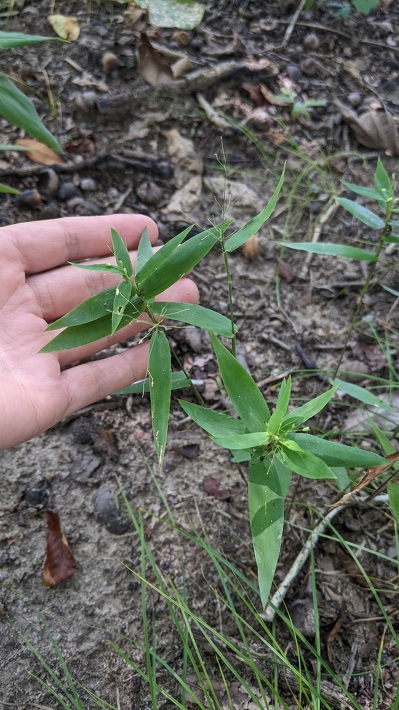 Variable Panicgrass photo 4