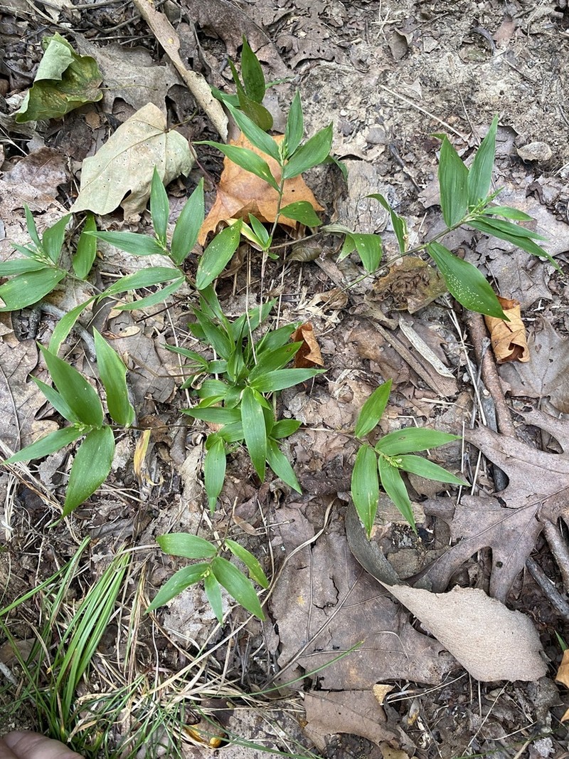 Variable Panicgrass photo 5