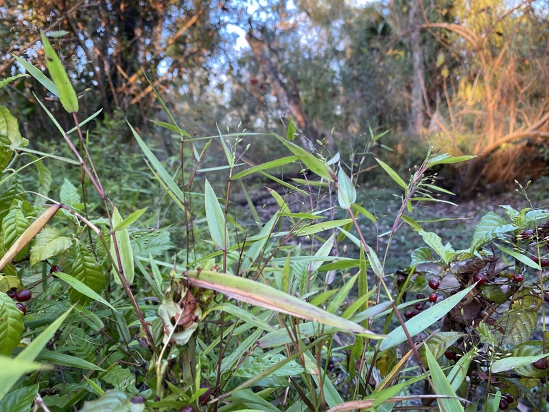 Variable Panicgrass photo 6