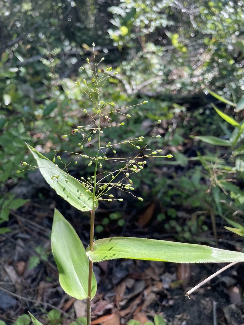 Variable Panicgrass photo 7