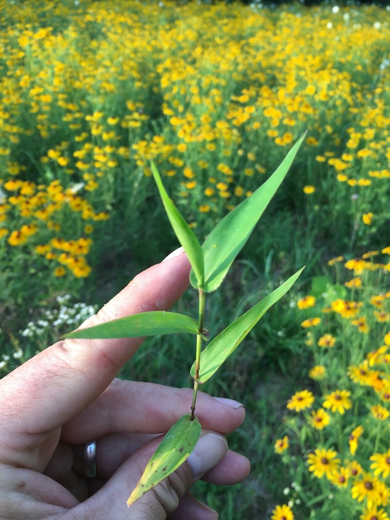 Variable Panicgrass photo 8