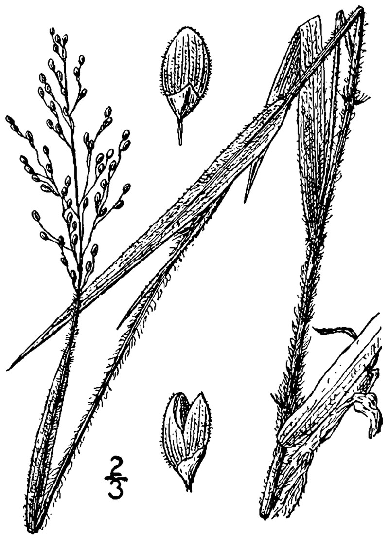 Blood Panicgrass