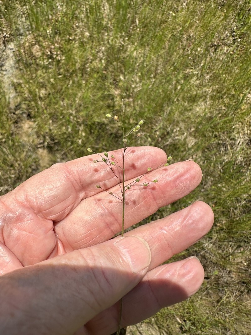 Blood Panicgrass