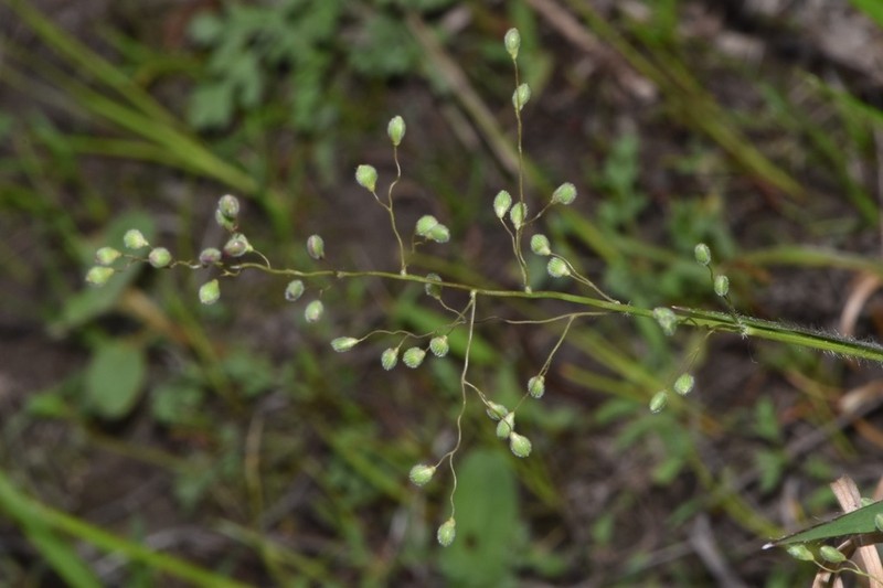 Blood Panicgrass photo 2