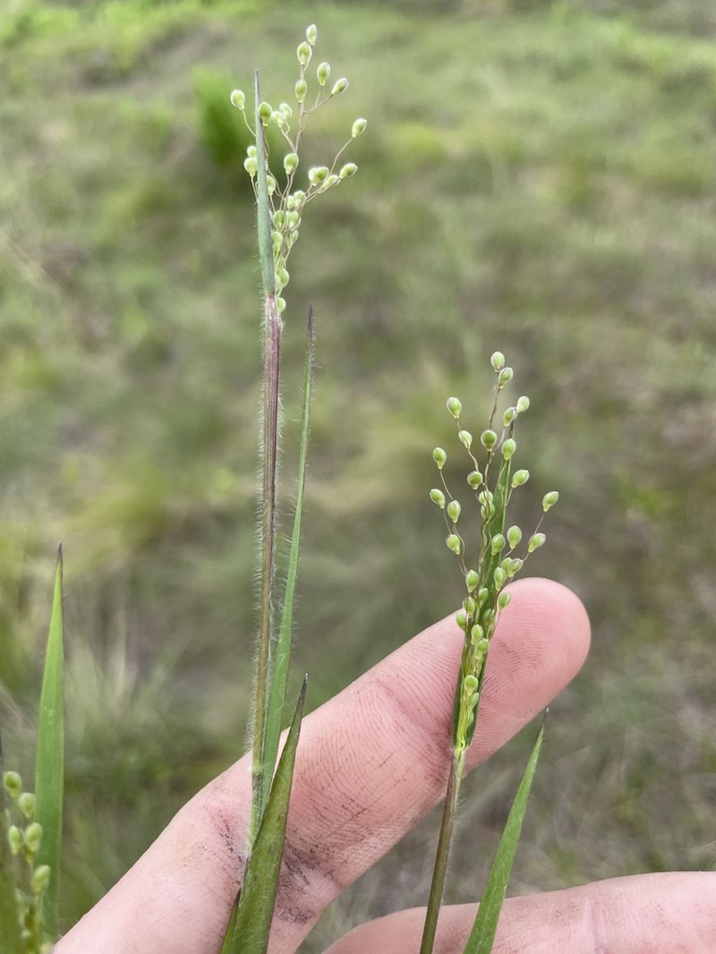 Blood Panicgrass photo 3