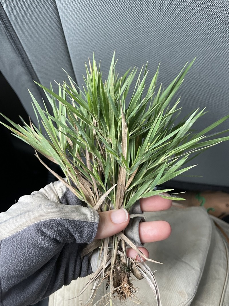 Blood Panicgrass photo 4