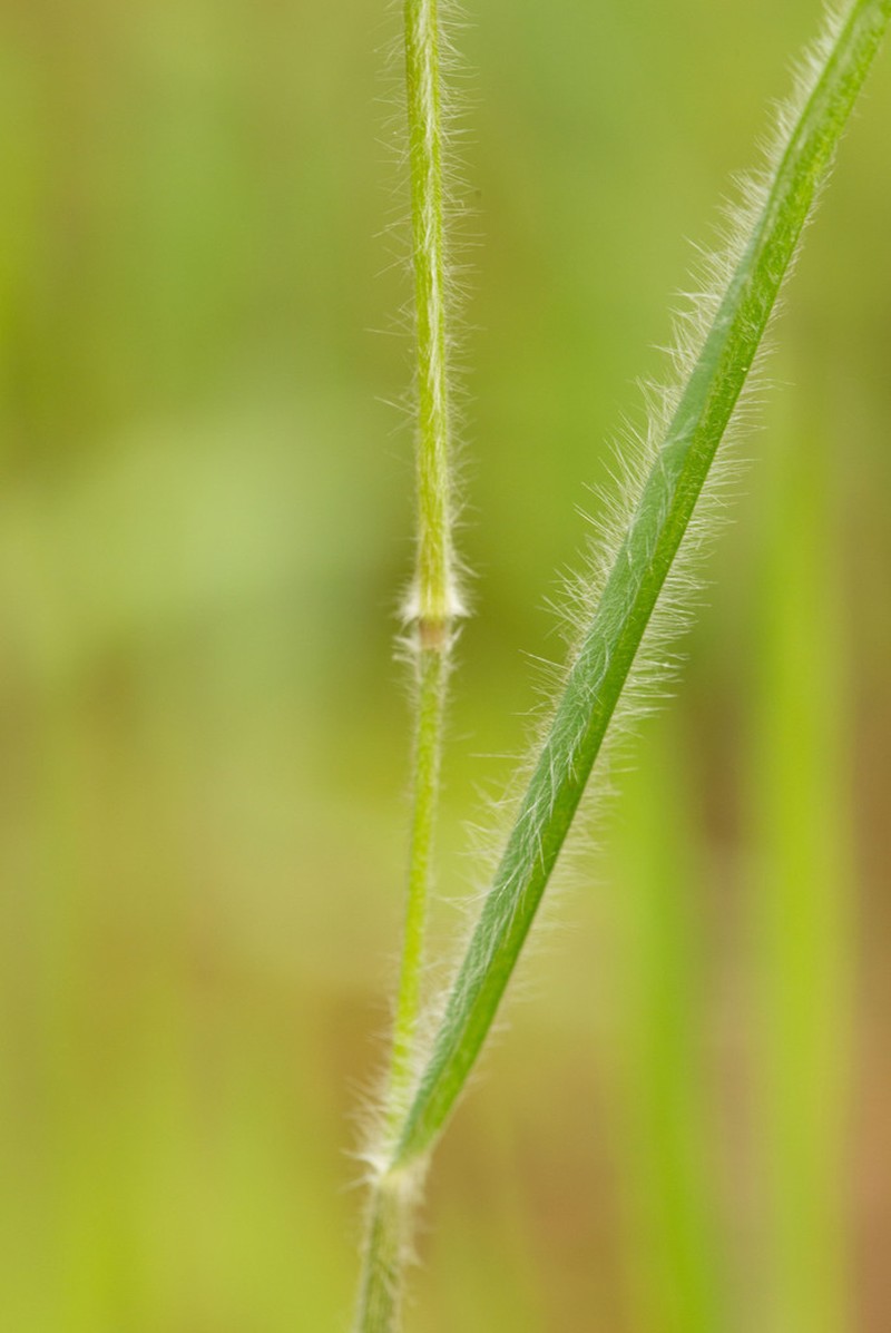 Blood Panicgrass photo 6