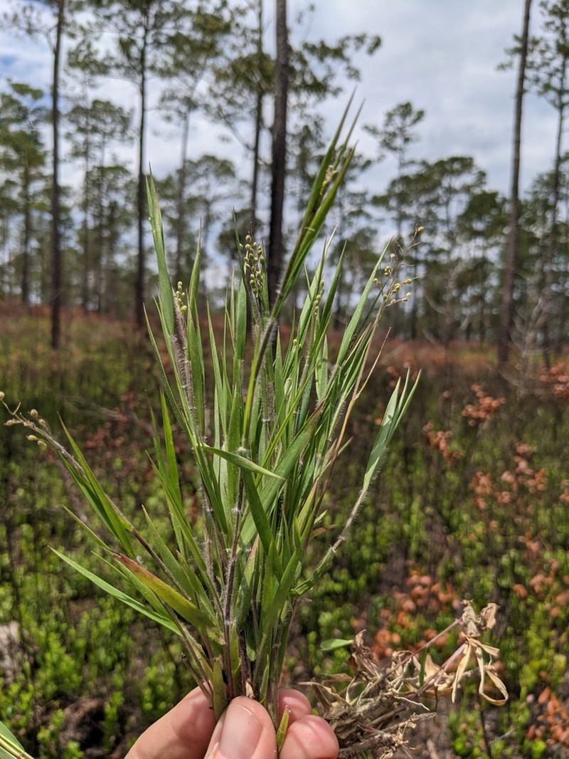 Blood Panicgrass photo 7