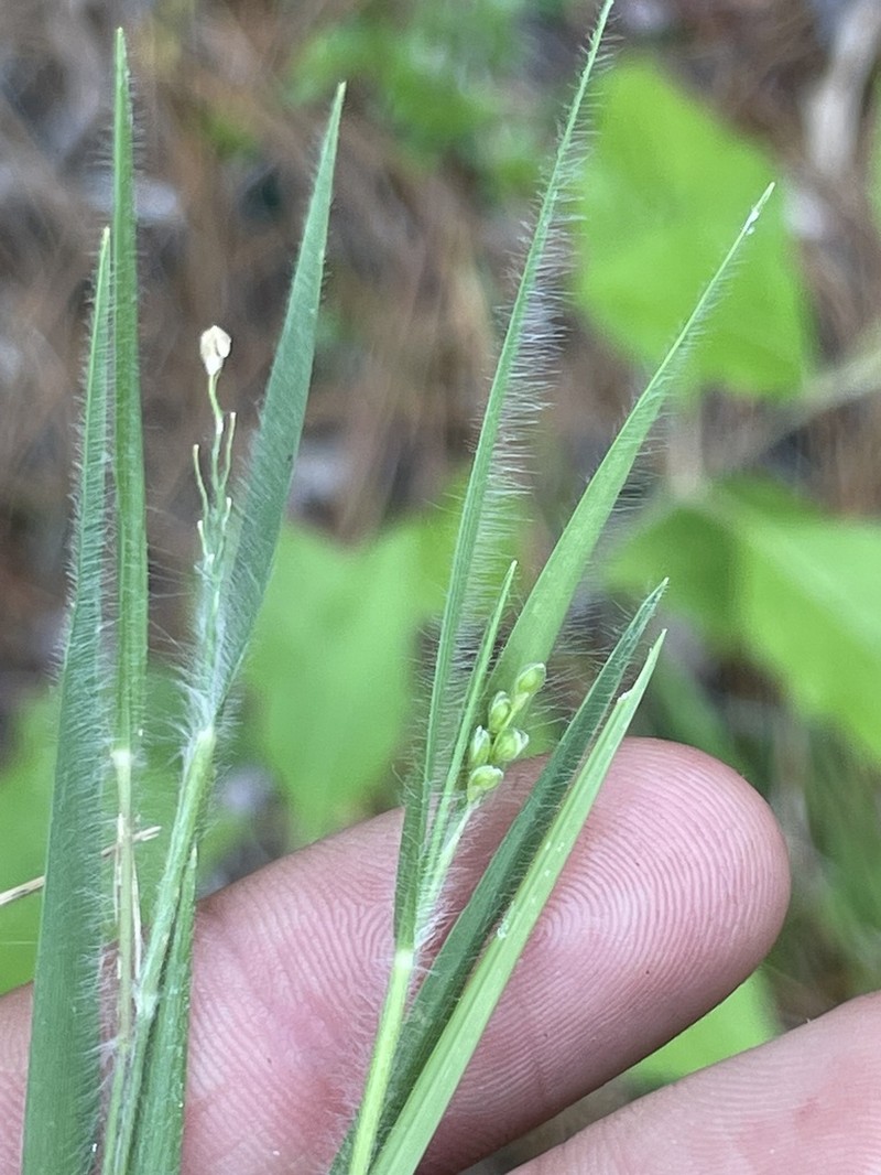Blood Panicgrass photo 8