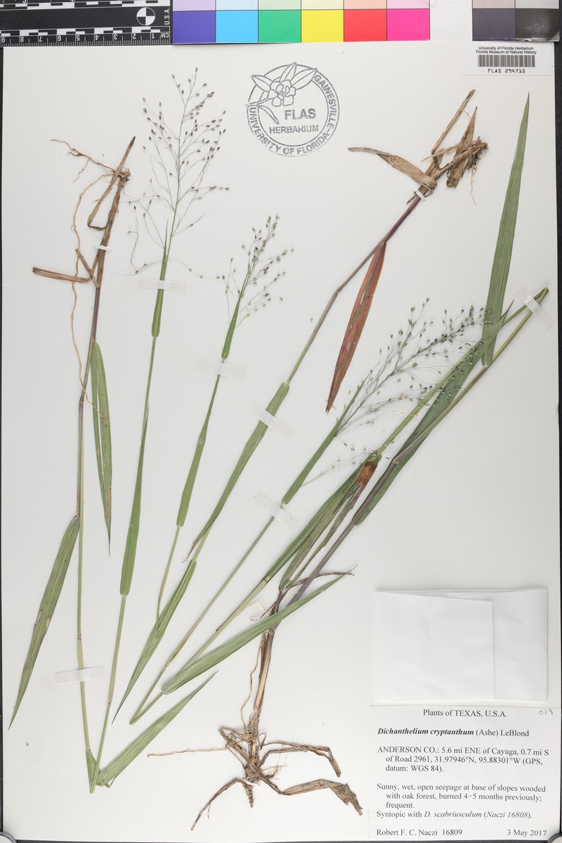 Dichanthelium cryptanthum photo 2