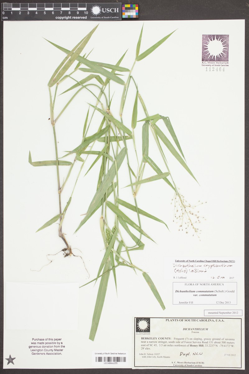 Dichanthelium cryptanthum photo 3