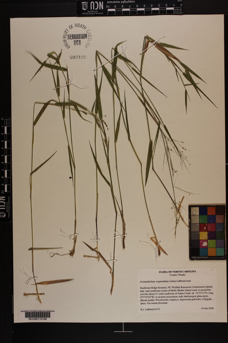 Dichanthelium cryptanthum photo 4