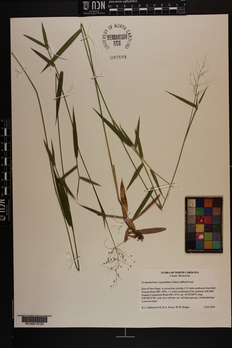 Dichanthelium cryptanthum photo 5