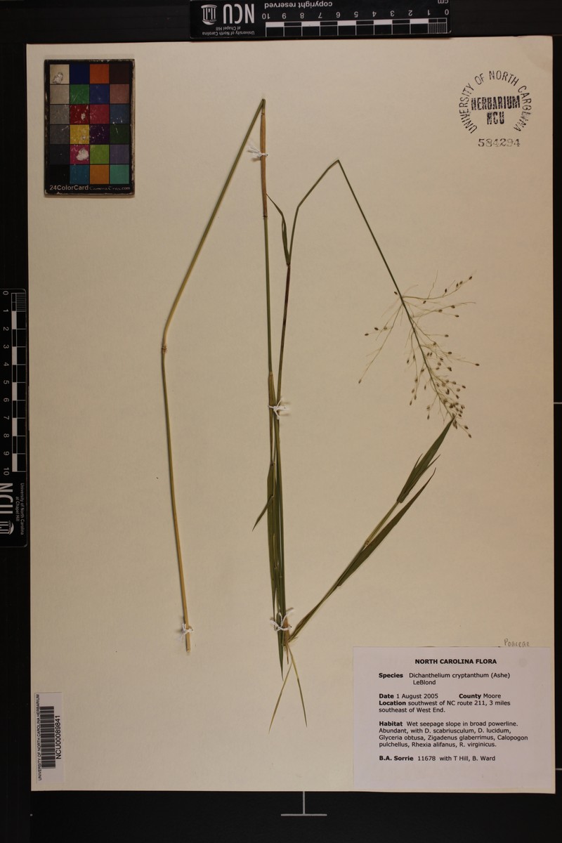 Dichanthelium cryptanthum photo 6