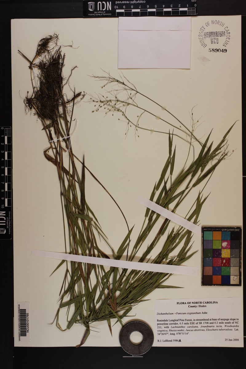 Dichanthelium cryptanthum photo 7