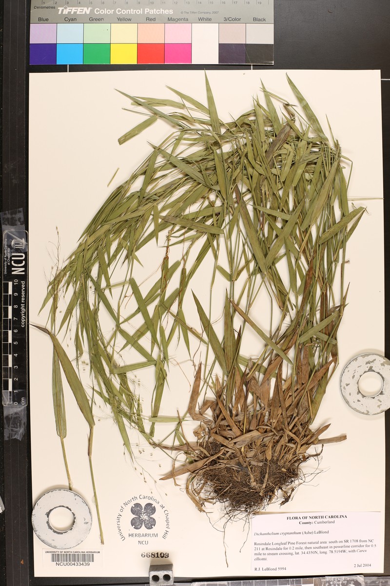 Dichanthelium cryptanthum photo 8