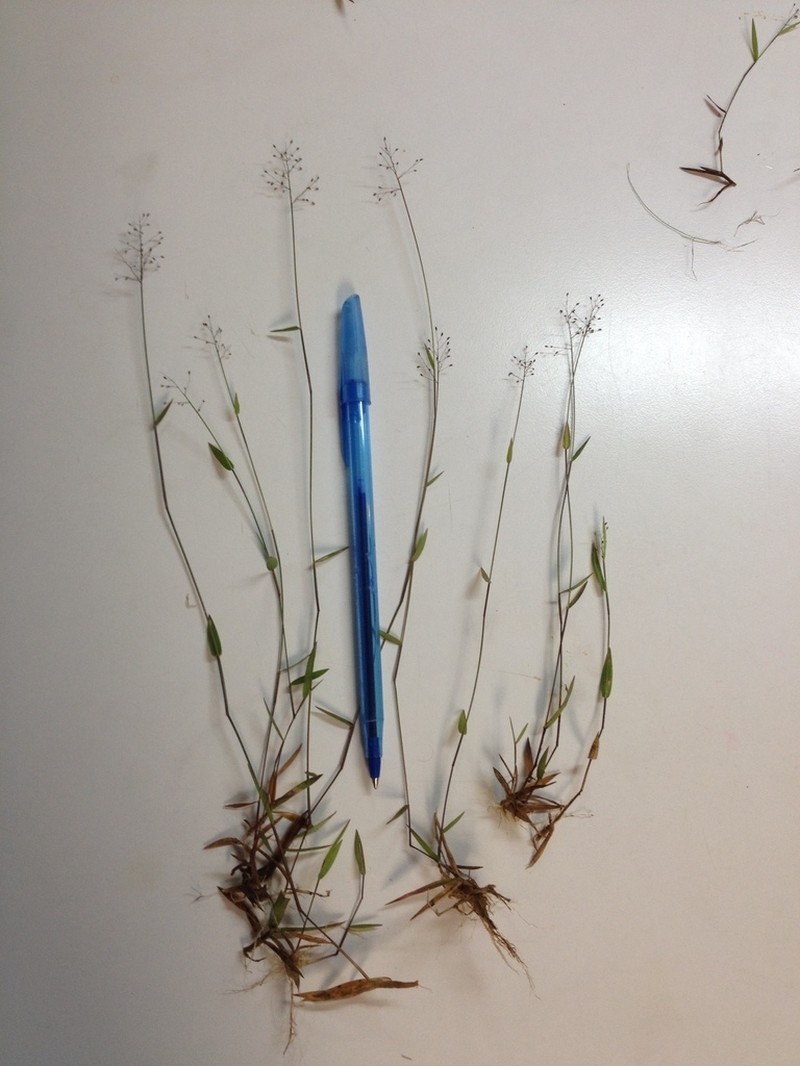Dichanthelium curtifolium photo 2