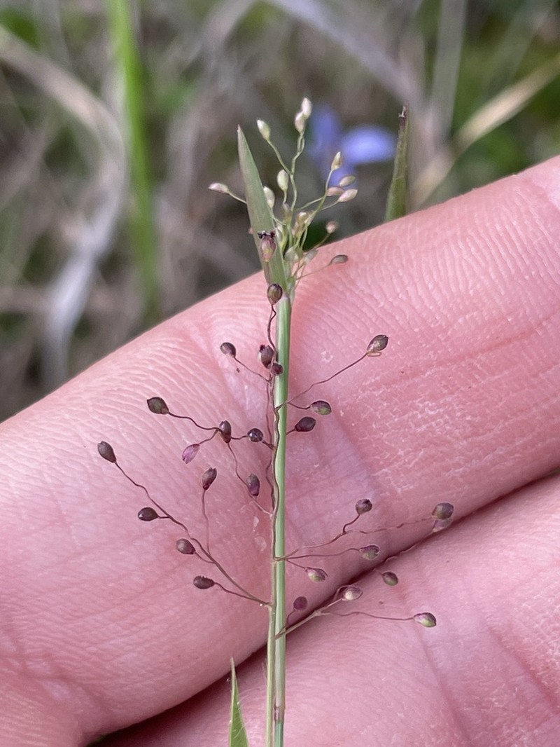 Dichanthelium curtifolium photo 3