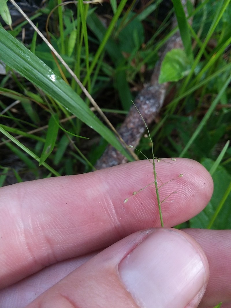 Dichanthelium curtifolium photo 4